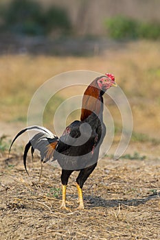 Image of rooster in green field.