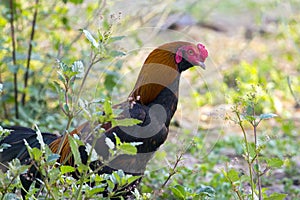 Image of rooster in green field.