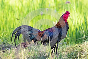 Image of rooster in green field.