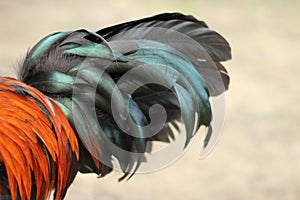 Image of rooster tail.