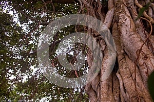 Image of the roots of a large bot tree. Pictures of wild trees. Picture of the roots of a large Banyan tree along the river