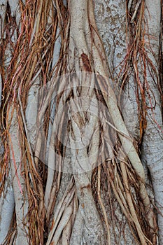 Roots of old tree trunk, natural, nature