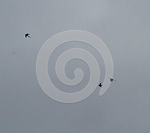 Parakeets in flight silhouette