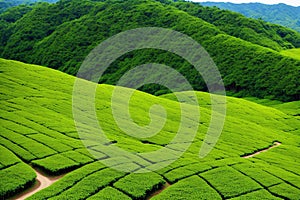 Row of tea plantation in Wazuka, Japan made with Generative AI photo