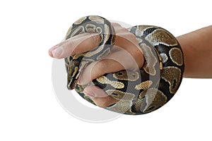 The image of the royal or ball python on the hand of man