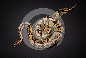 Image of royal python`s noose