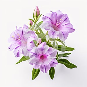 Image of ruellia tuberosa flower on white background. Nature. Illustration, Generative AI