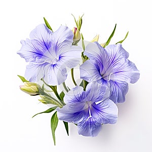 Image of ruellia tuberosa flower on white background. Nature. Illustration, Generative AI