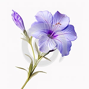 Image of ruellia tuberosa flower on white background. Nature. Illustration, Generative AI