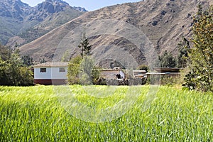 Image of rural scene of wheat crop in Peruvian Andes.