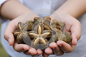 Image of sacha inchi peanut
