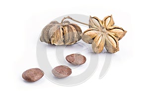 Image of sacha inchi peanut seed