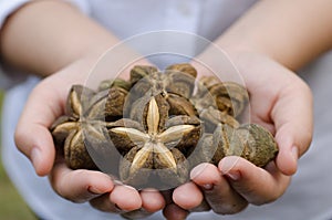 Image of sacha inchi peanut photo