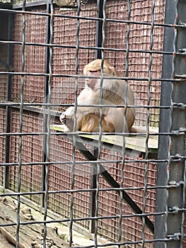 Caged monkey at the zoo