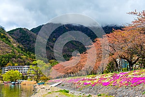 Image of Sakura Flower trees rows