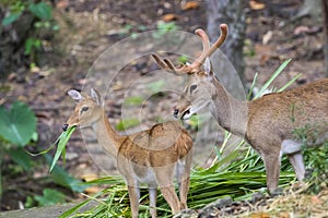 Image of a sambar deer munching grass.