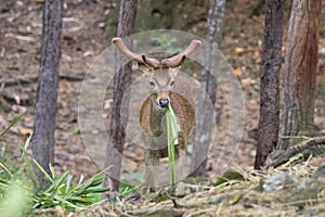 Image of a sambar deer munching grass.