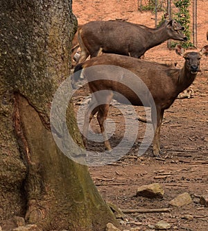 This is an image of sambar deer or Rusa unicolor.