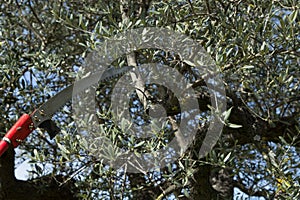 Image of a saw blade cutting through tree branches.