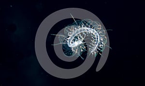 Image of a scaled worm at night.