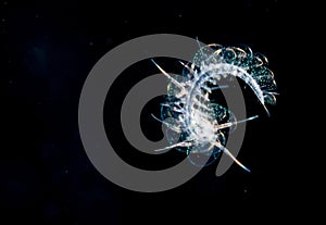 Image of a scaled worm at night.