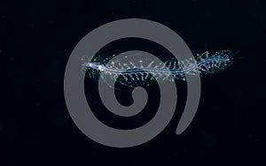 Image of a scaled worm at night.