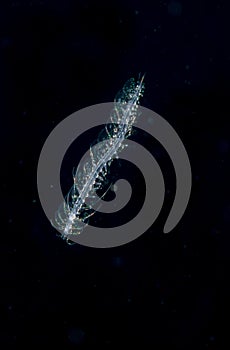 Image of a scaled worm at night.