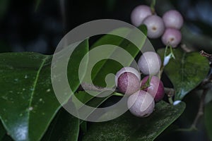 branches of leafy ficus microcarpa fruit tree.