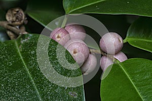 branches of leafy ficus microcarpa fruit tree.