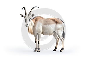 Image of scimitar oryx on white background. Mammals, Wildlife Animals, Illustration, Generative AI