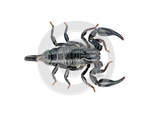 Image of scorpion.