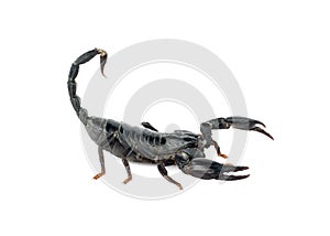 Image of scorpion.