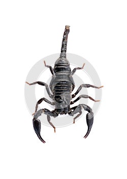 Image of scorpion.