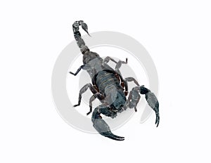 Image of scorpion on a white background.