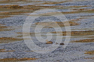 Image of sea-duck along the coast of iceland