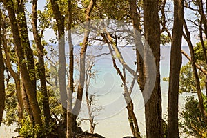 Image of the sea through the pine forest in Cala Violina in the