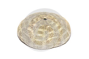 Image of Sea Urchin Shell on a white background. Sea shells. Undersea Animals