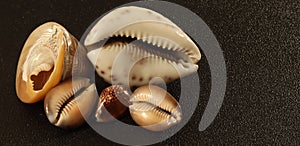 image of seashells on a black background