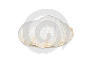 Image of seashells clam pearled on a white background. Undersea Animals. Sea Shells