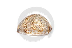 Image of Image of seashells cypraea arabica on a white background. Undersea Animals. Sea Shells.seashells cypaea arabica on a photo