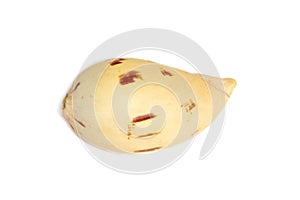 Image of seashells melo melo on a white background. Undersea Animals. Sea Shells