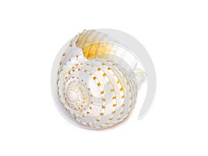 Image of seashells tonna tesselata on a white background. Undersea Animals. Sea Shells