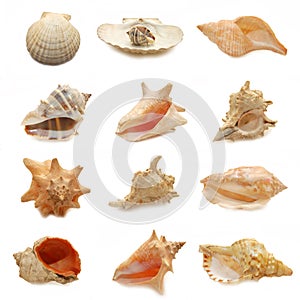 Image of seashells on white background