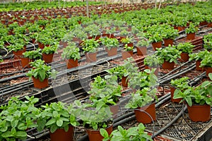 Image of seedlings of mint growing in pots in greenhouse