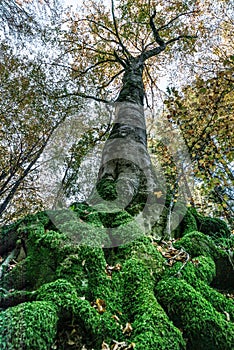 Image seen from below of a tree with large roots covered by bright green moss