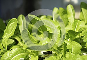 An image selected focus cos or greenhouse vegetables is a food organic cultivation in the garden is a plant organic farm