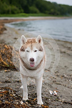 Image of serious Beige and white Siberian Husky dog standing on the beach and looking to the camera.