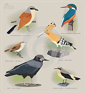 Image set of birds