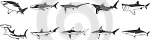 Image Set of Sharks