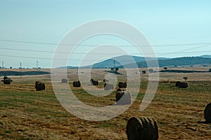 Straw curlers in the field photo